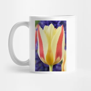 Tulipa 'Gluck' Kaufmanniana Tulip Mug